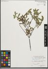 Foto von Salix purpurea L.